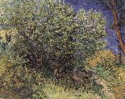 Vincent Van Gogh The Bush oil painting on canvas